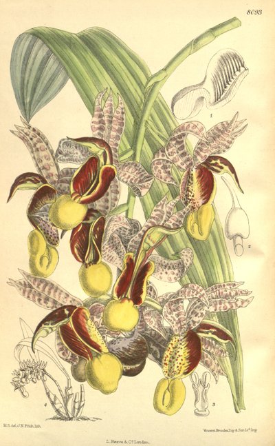 Illustration von Catasetum galeritum von Matilda Smith